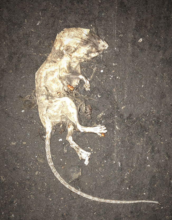 Funny photo - Very dead mouse